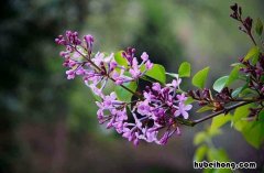 丁香花可以在盆里栽种吗 丁香花可以栽在花盆里吗图片