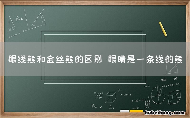 眼线熊和金丝熊的区别 眼睛是一条线的熊