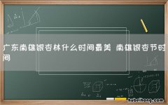 广东南雄银杏林什么时间最美 南雄银杏节时间
