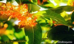 丹桂飘香,属于什么季节? 丹桂飘香在哪个季节