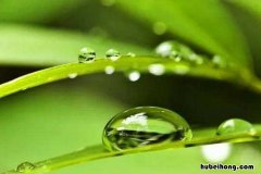 闪亮的露珠像什么似的躺在树叶上 清晨,树叶上的露珠滚动着,好像在说