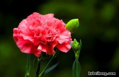 康乃馨的花色 康乃馨的花都有什么颜色
