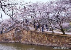 日本最著名的赏樱胜地 中国十大樱花观赏地