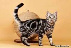 猫的腿会长长吗 猫的腿长什么样
