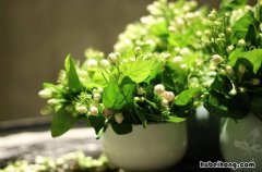什么花气味很香又好养又好看 什么花气味很香又好养又好养