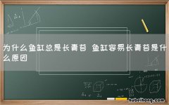 为什么鱼缸总是长青苔 鱼缸容易长青苔是什么原因