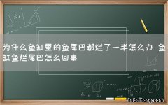 为什么鱼缸里的鱼尾巴都烂了一半怎么办 鱼缸鱼烂尾巴怎么回事