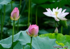 广州有哪些公园赏花 广州白云湖公园荷花