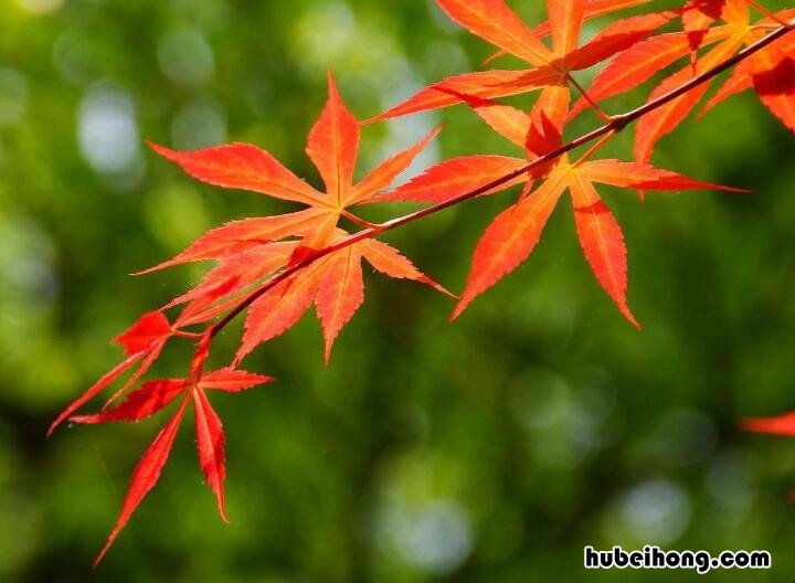 日本赏枫叶的最佳季节 日本有枫叶吗