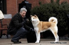 忠犬八公的故事观后感1000字 忠犬八公的故事观后感1500字左右