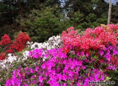 井冈山杜鹃花展什么时候开始 井冈山杜鹃山什么时候开放