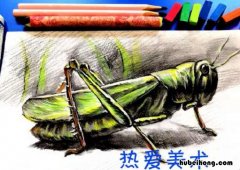 昆虫怎么画简单又好看 昆虫怎么画
