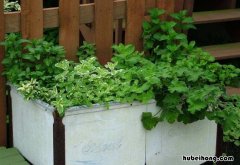 什么植物可以驱蚊子和蜘蛛 什么植物可以驱蚊子还对人体无害处