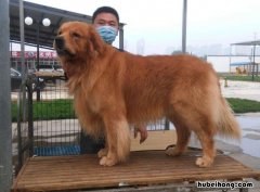 火车里让带宠物吗 火车给带宠物吗