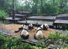 去熊猫基地最佳时间段 去熊猫基地的最佳时间