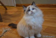 猫可以带上飞机吗 猫能带上飞机么