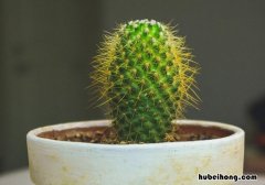仙人掌开花时间长吗 仙人掌养多久可以开花