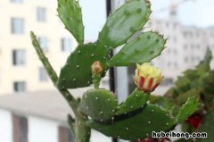 观赏仙人掌怎么养 家里养殖仙人掌好不好