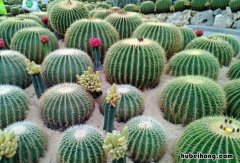仙人球养几年才会开花 仙人球养几年可以开花