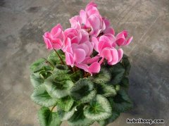 仙客来开完花以后怎么养护 仙客来开完花后怎么养护