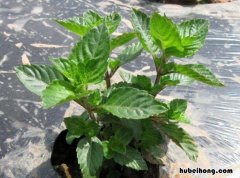 神仙草怎么种植方法 神仙草怎么种植视频