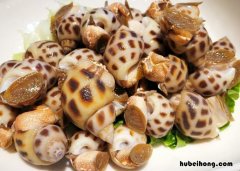 买花螺怎么选 花螺怎么挑