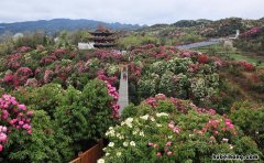 百里杜鹃旅游线路图 百里杜鹃风景名胜区攻略