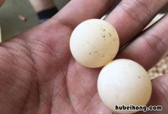 如何挑选甲鱼蛋黄 甲鱼蛋怎么样的