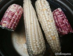 吃了转基因玉米会怎样 玉米都是转基因的吗吃了对身体有害吗