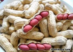 花生芽用什么发好 花生发芽什么样