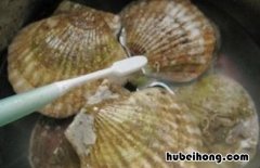 如何清洗扇贝更干净呢 扇贝要怎样清洗才会干净