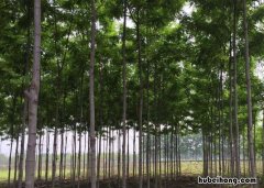 什么树长得快又好卖 现在长什么树比较值钱