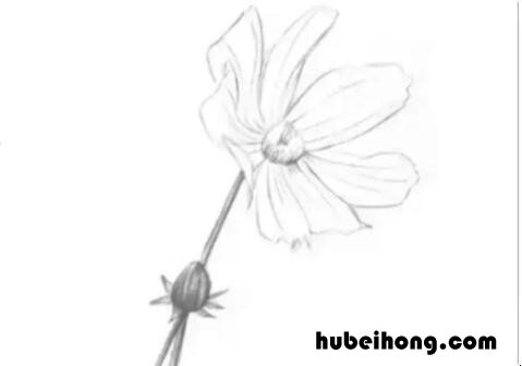 素描菊花怎么画 画菊花的画法