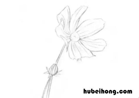 素描菊花怎么画 画菊花的画法