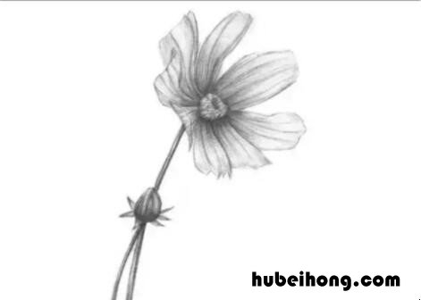 素描菊花怎么画 画菊花的画法