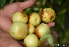 子弹头枣好吃吗 冬枣子弹头