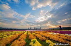 花博会菊园图片 第十届花博会菊园