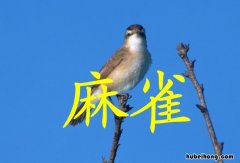 麻雀教学设计教材分析 麻雀教学设计一等奖部编版