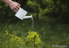 给花浇水的正确方法 家庭养花如何浇水