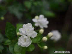 茉莉花的养法 茉莉花养花技巧