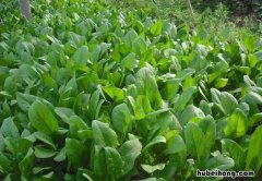 东北冬季蔬菜大棚种菜 东北种植什么蔬菜