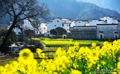婺源油菜花今年什么时候开 婺源油菜花什么时间开