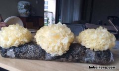 银耳需要煮吗? 鲜银耳能直接煮吗