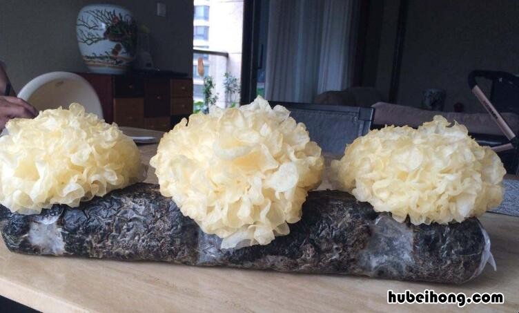 银耳需要煮吗? 鲜银耳能直接煮吗