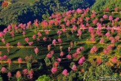无量山樱花今年开了吗? 无量山樱花开放时间