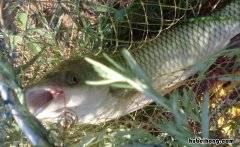 夏季野钓草鱼怎么钓 夏季钓草鱼技巧大全