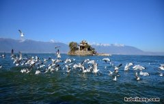 洱海看海鸥最佳时间 洱海在哪里看海鸥最漂亮