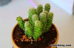 仙人掌仙人球多长时间浇一次水 仙人球多久浇水一次?