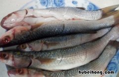 梭鱼可以炖豆腐吗 梭鱼炖豆腐汤的做法