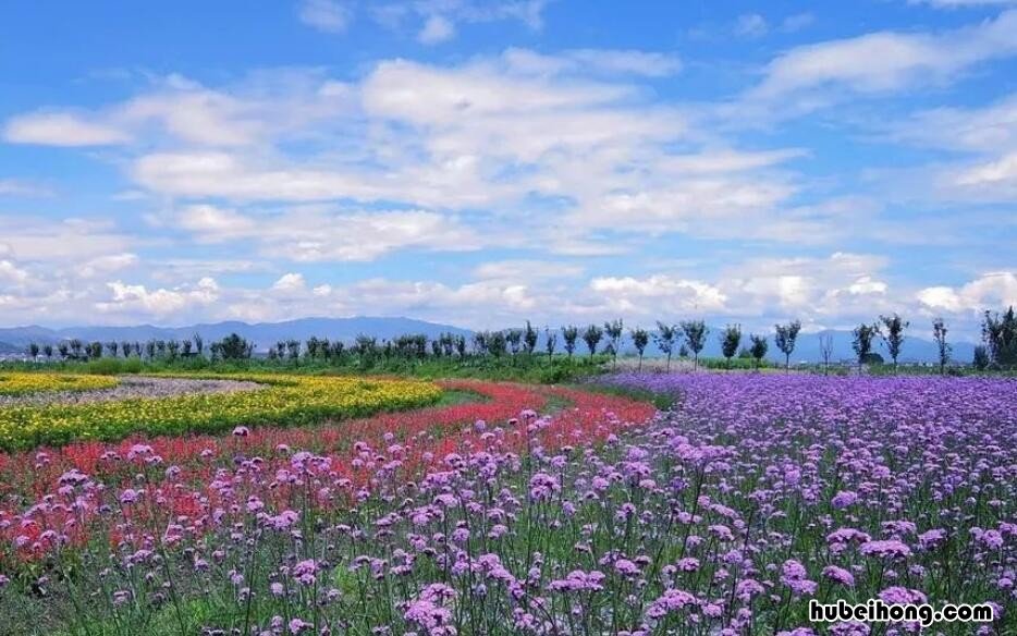 中国花海景点 中国的花海城市有哪些